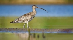 Kroneshnep великий